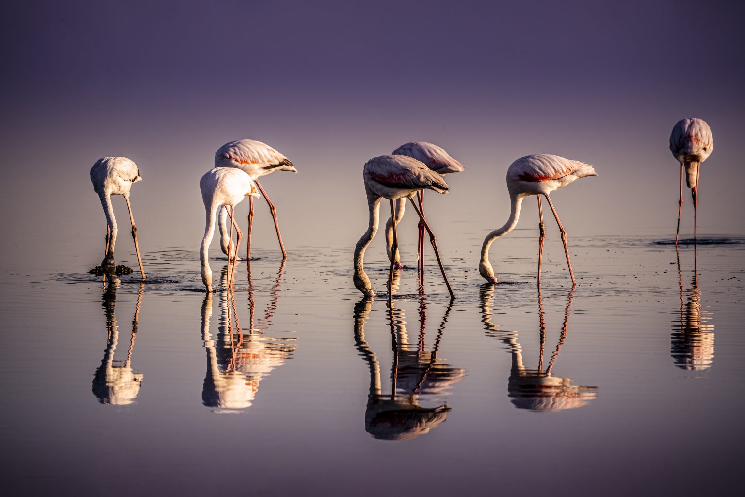 Famants roses en recherche de nourriture