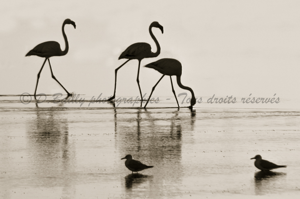 , Photo par Denis Bailly