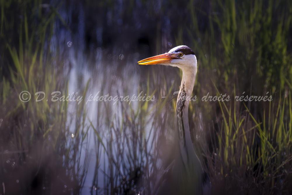 , Photo par Denis Bailly