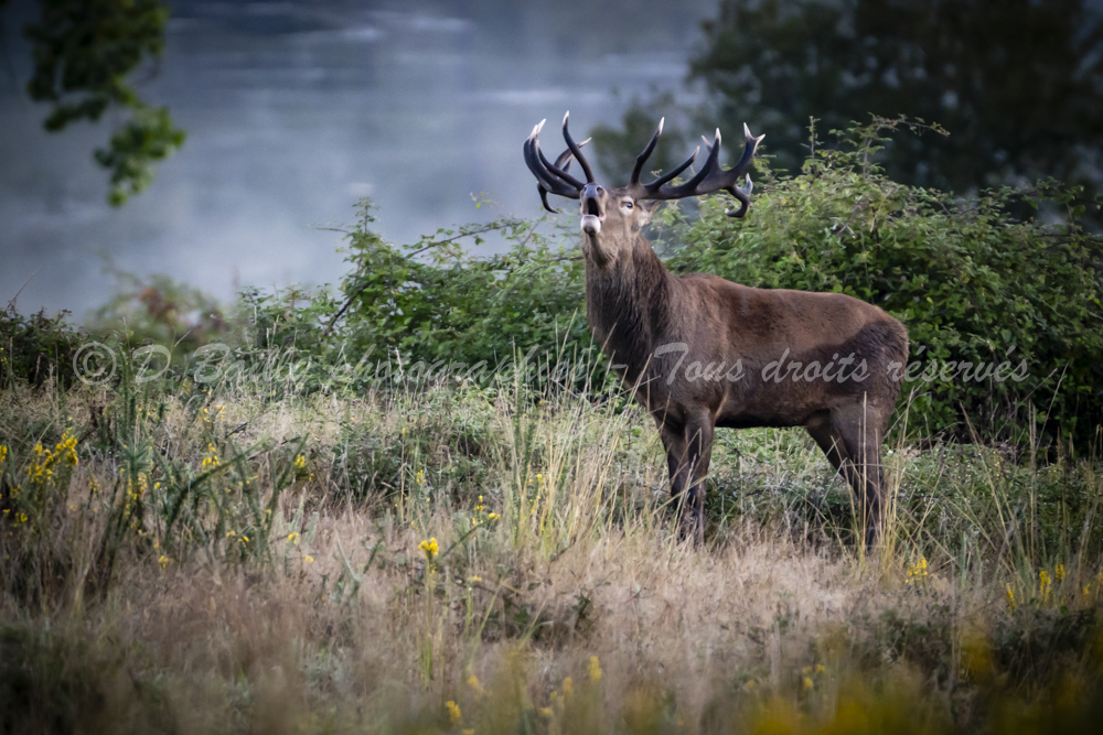 , Photo par Denis Bailly