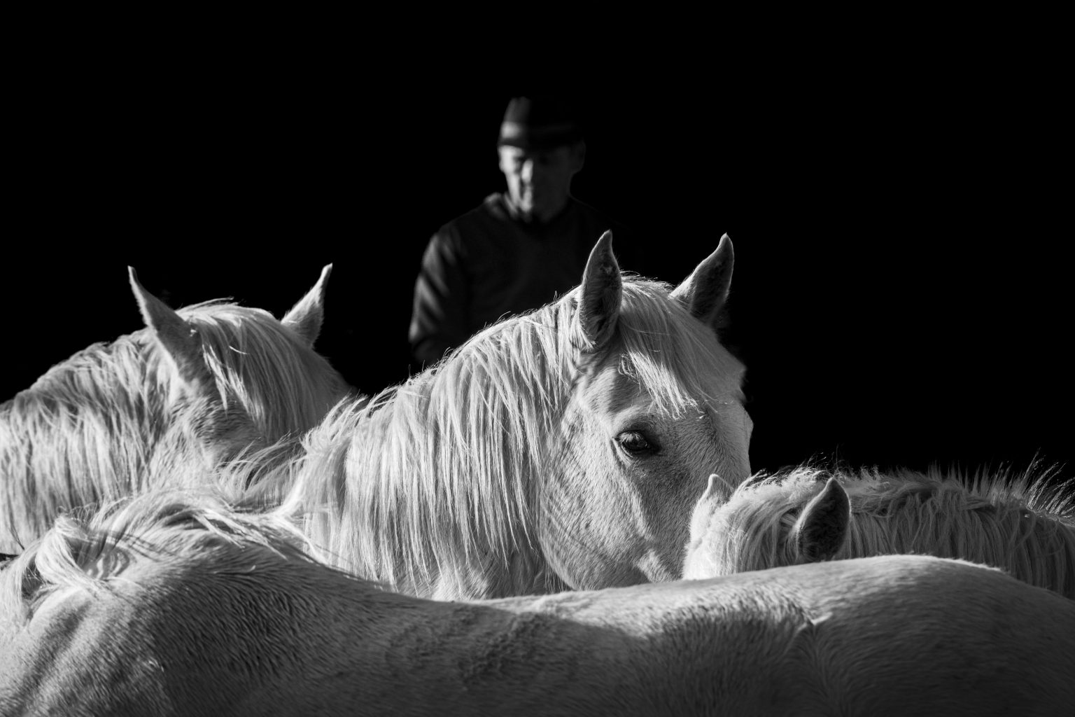 Le gardian avec ses chevaux