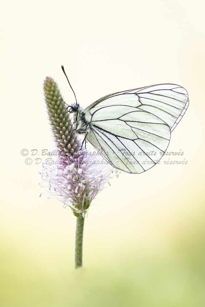 , Photo par Denis Bailly