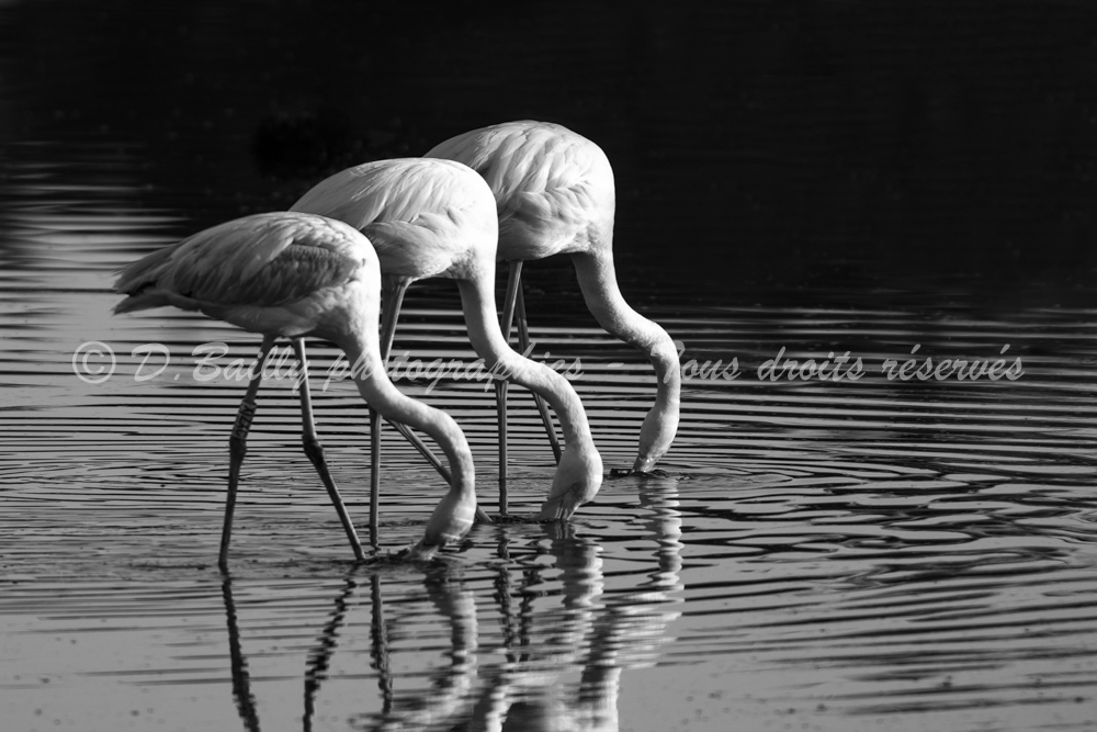 , Photo par Denis Bailly