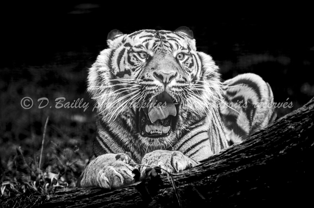 , Photo par Denis Bailly