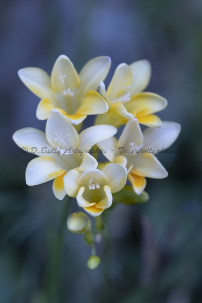 , Photo par Denis Bailly