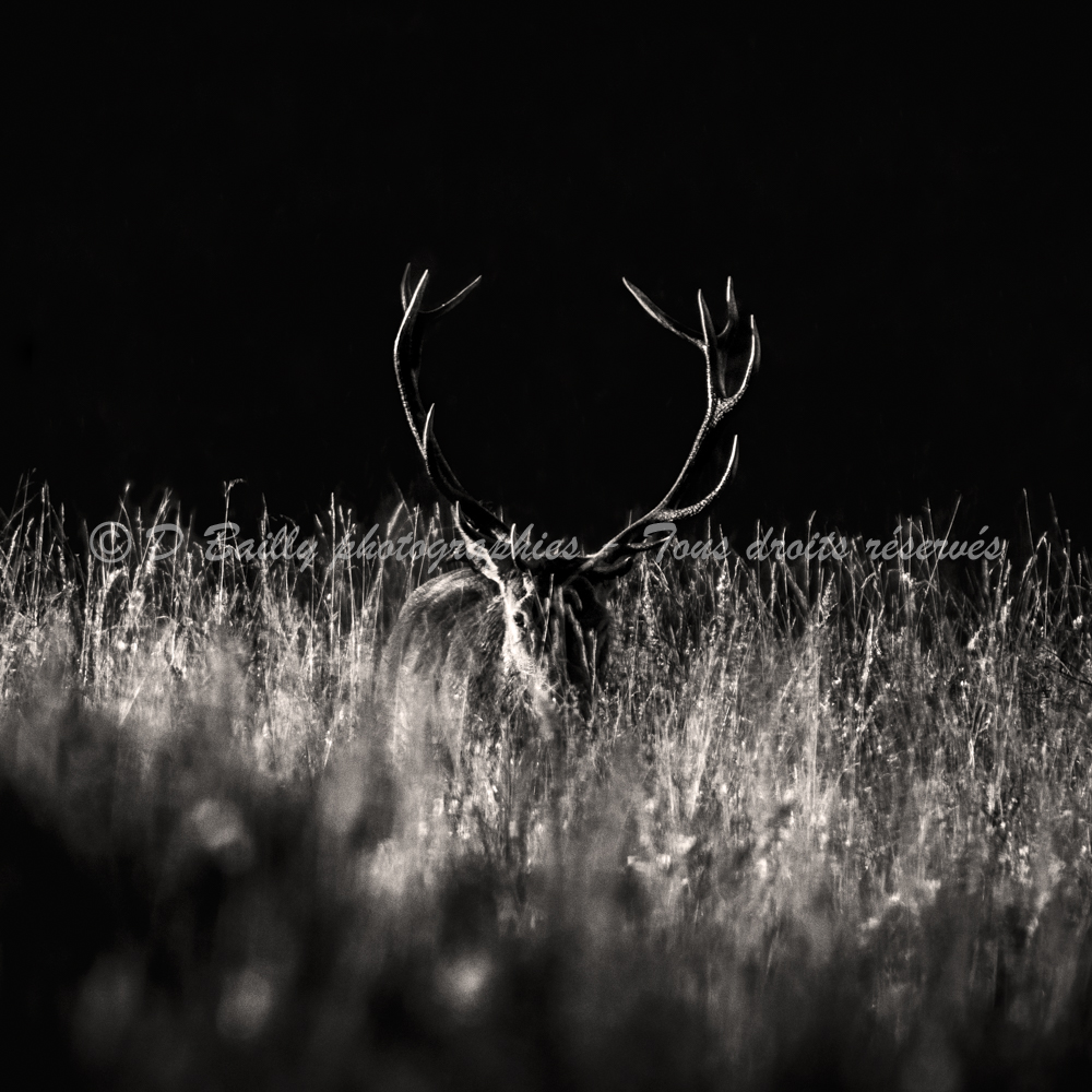 , Photo par Denis Bailly