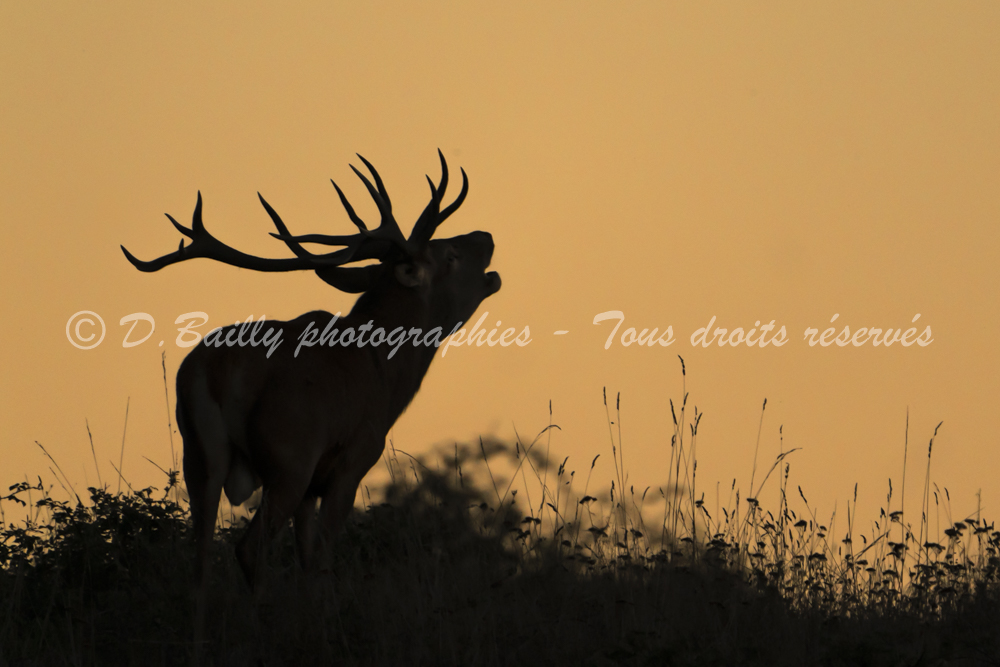 , Photo par Denis Bailly