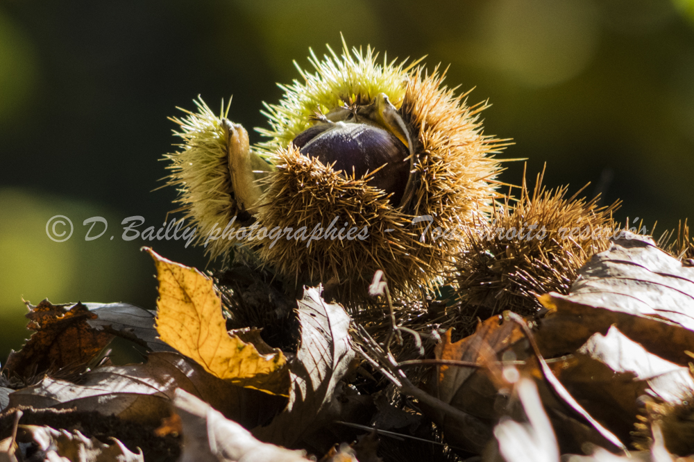 , Photo par Denis Bailly