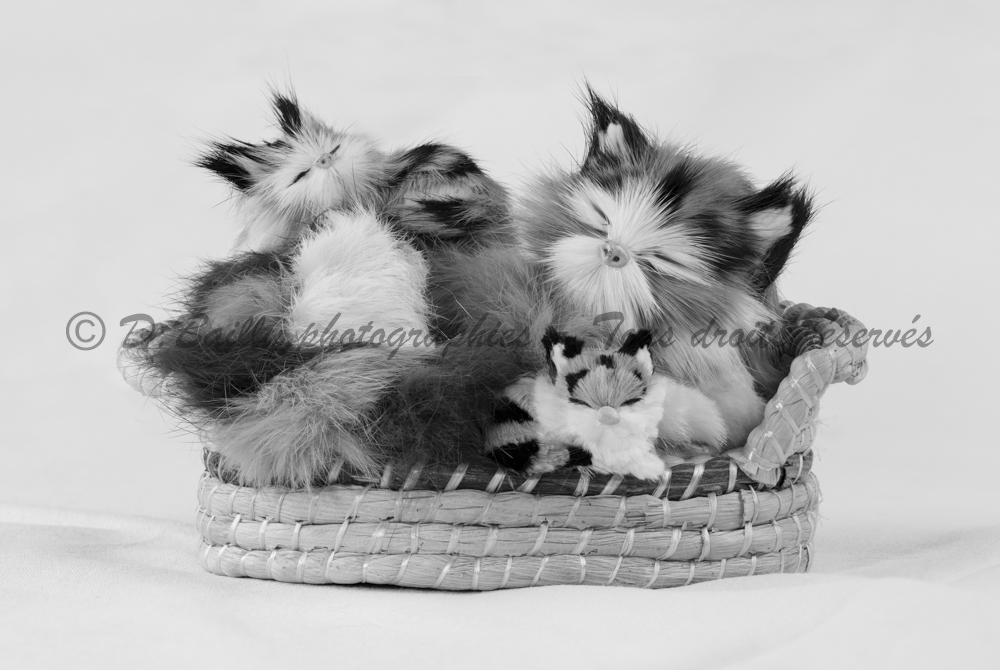 , Photo par Denis Bailly