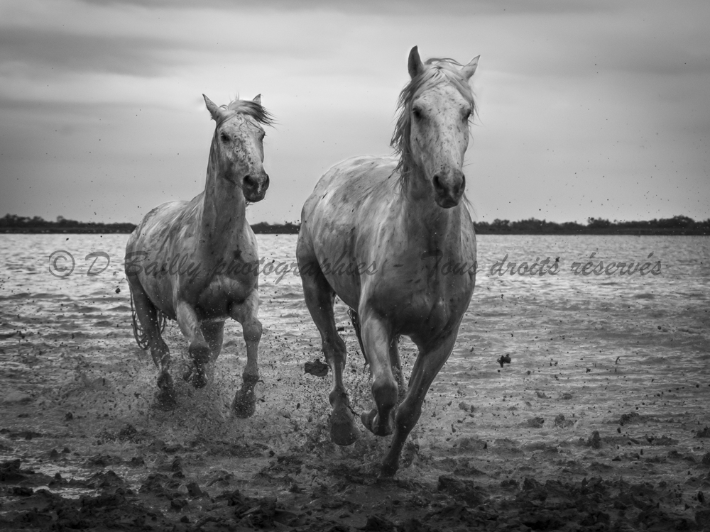 , Photo par Denis Bailly