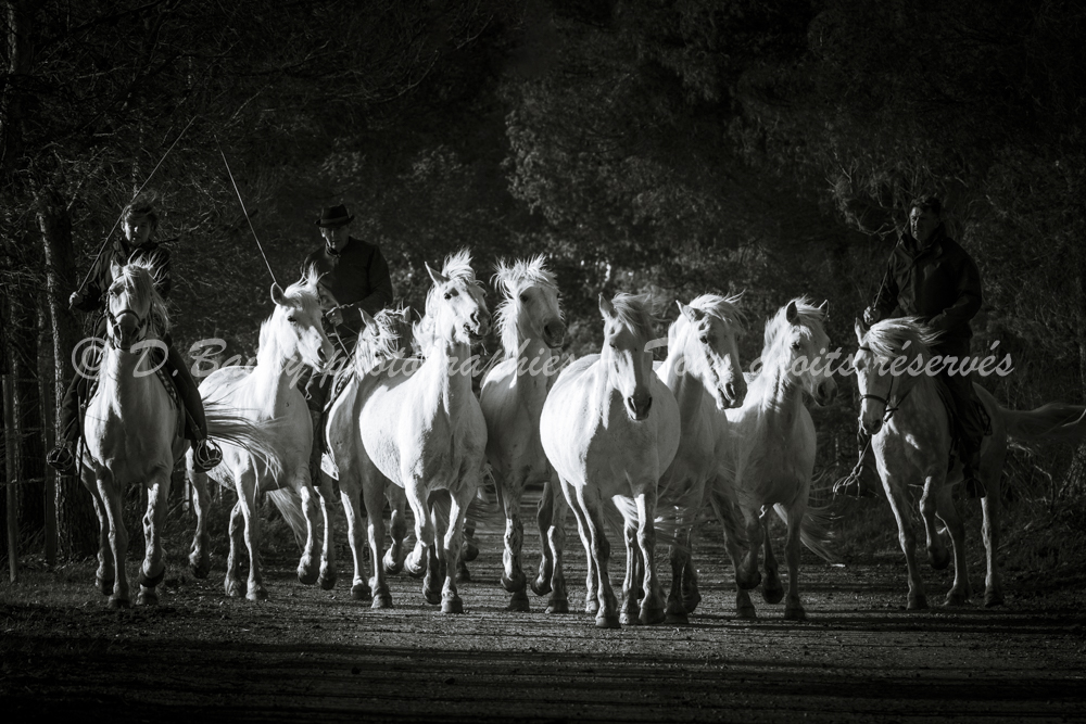 , Photo par Denis Bailly