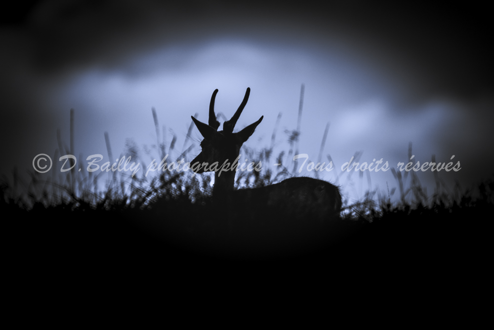 , Photo par Denis Bailly