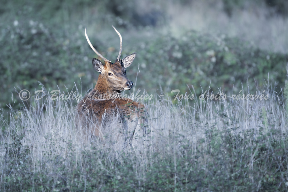, Photo par Denis Bailly