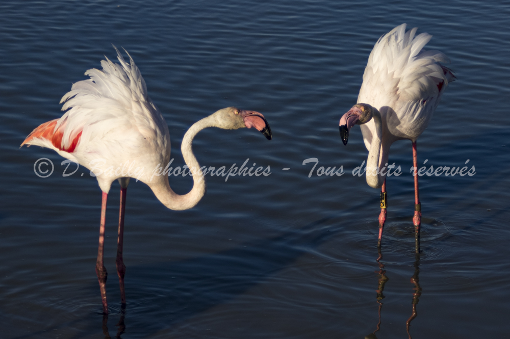 , Photo par Denis Bailly