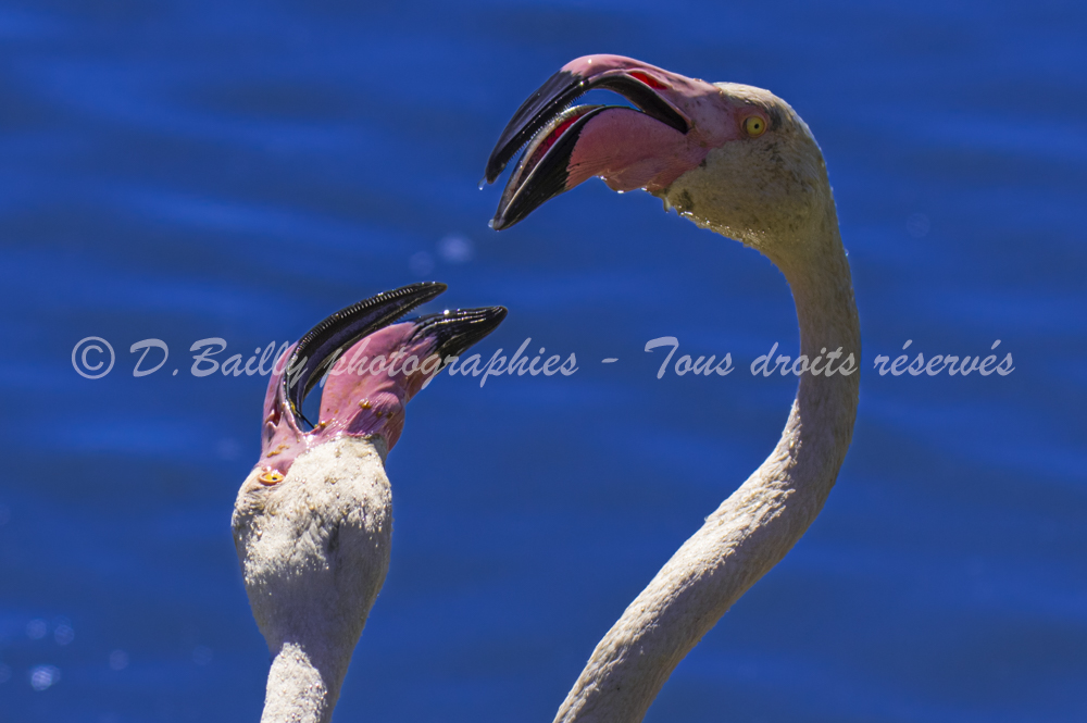 , Photo par Denis Bailly