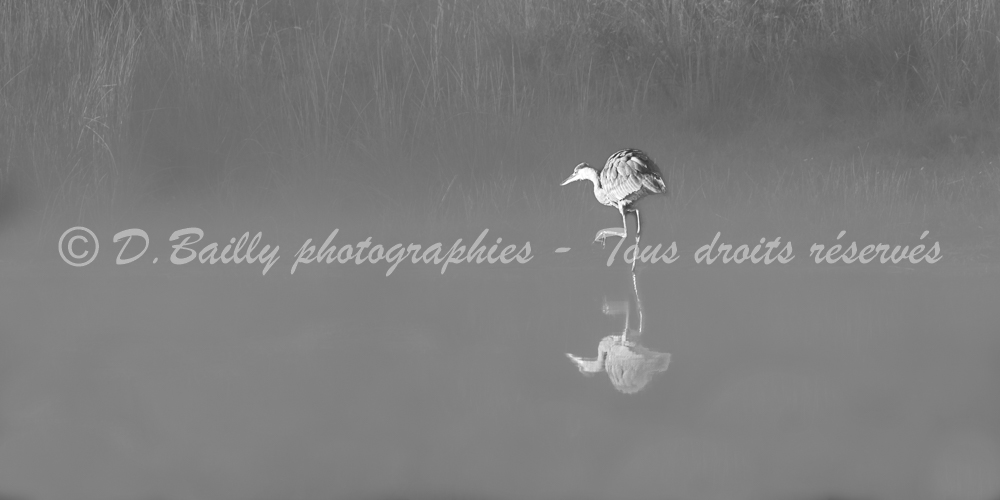 , Photo par Denis Bailly