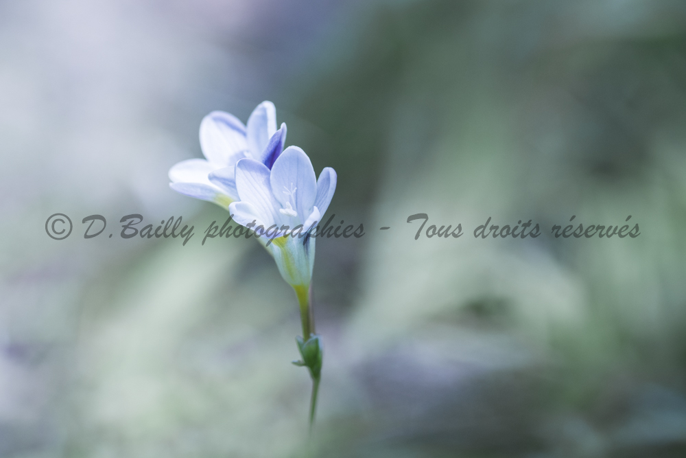 , Photo par Denis Bailly