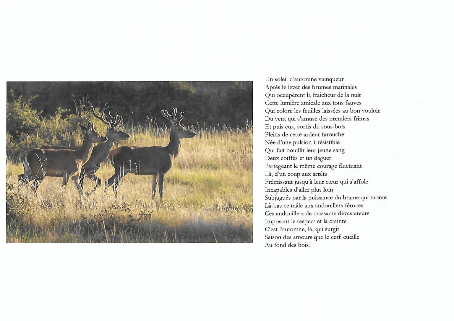 Extrait du livre, "Comme une crainte au fond des bois": Il a suffi d'un instant: Photographies et textes