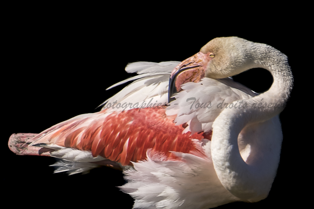 , Photo par Denis Bailly