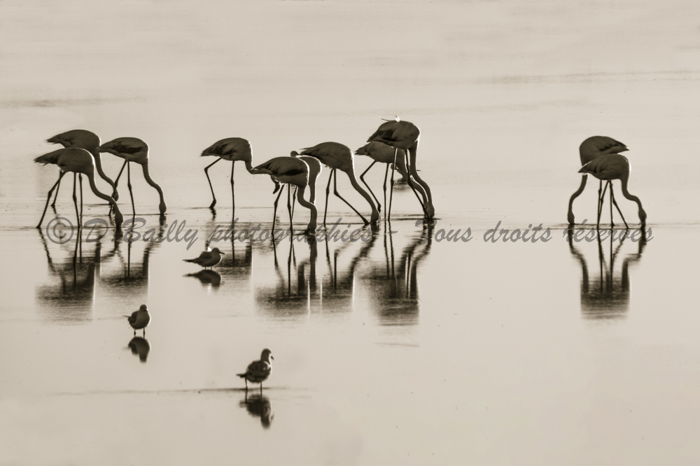 , Photo par Denis Bailly