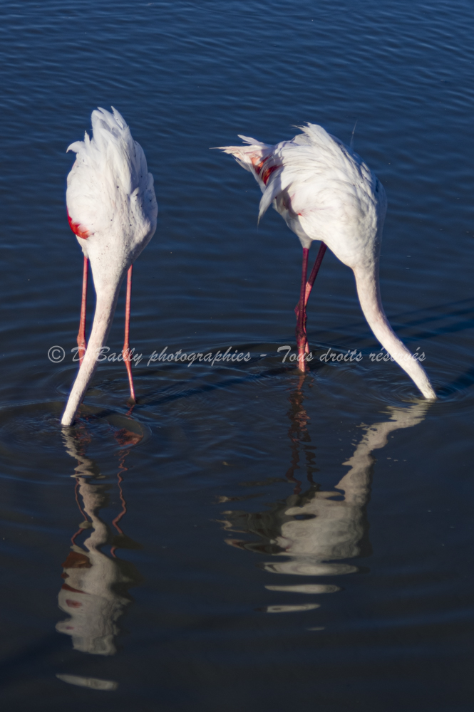 , Photo par Denis Bailly