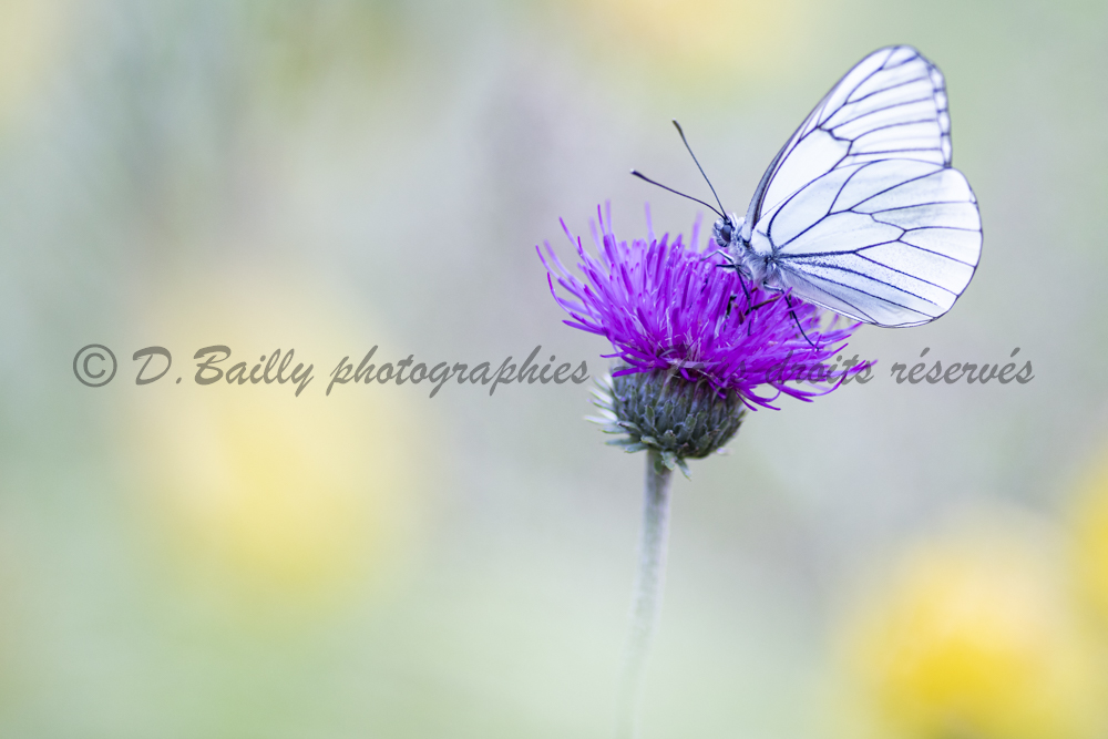 , Photo par Denis Bailly