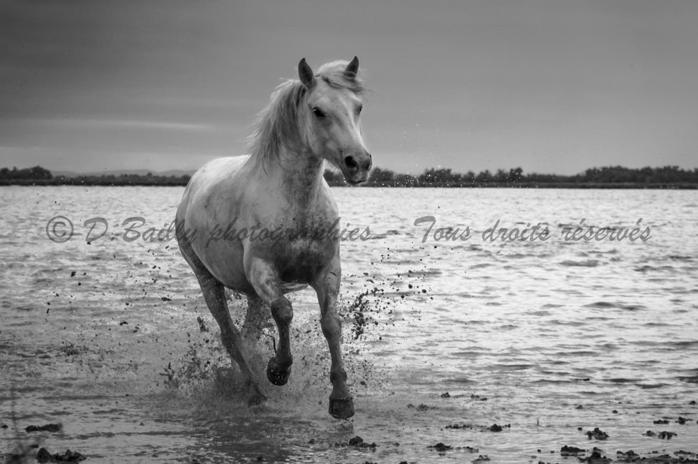 , Photo par Denis Bailly