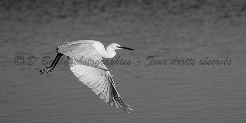 , Photo par Denis Bailly