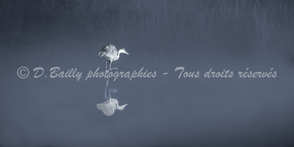 , Photo par Denis Bailly