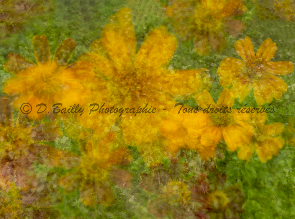 , Photo par Denis Bailly