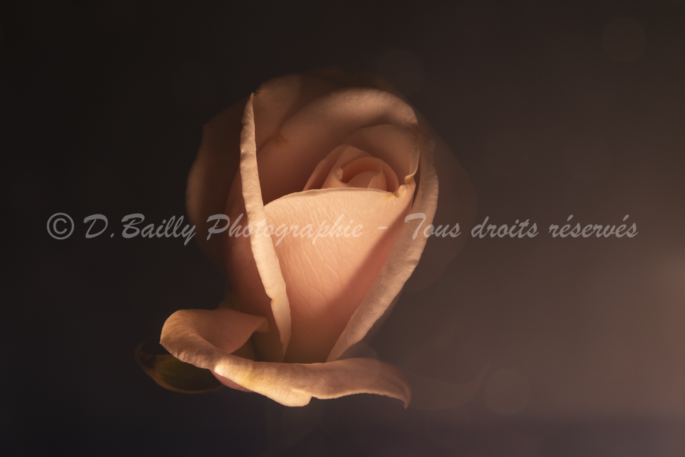 , Photo par Denis Bailly