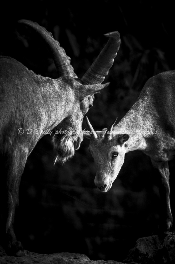 , Photo par Denis Bailly