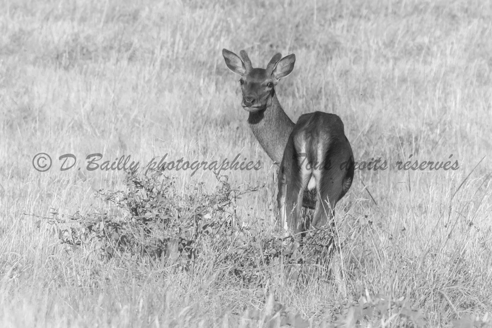 , Photo par Denis Bailly