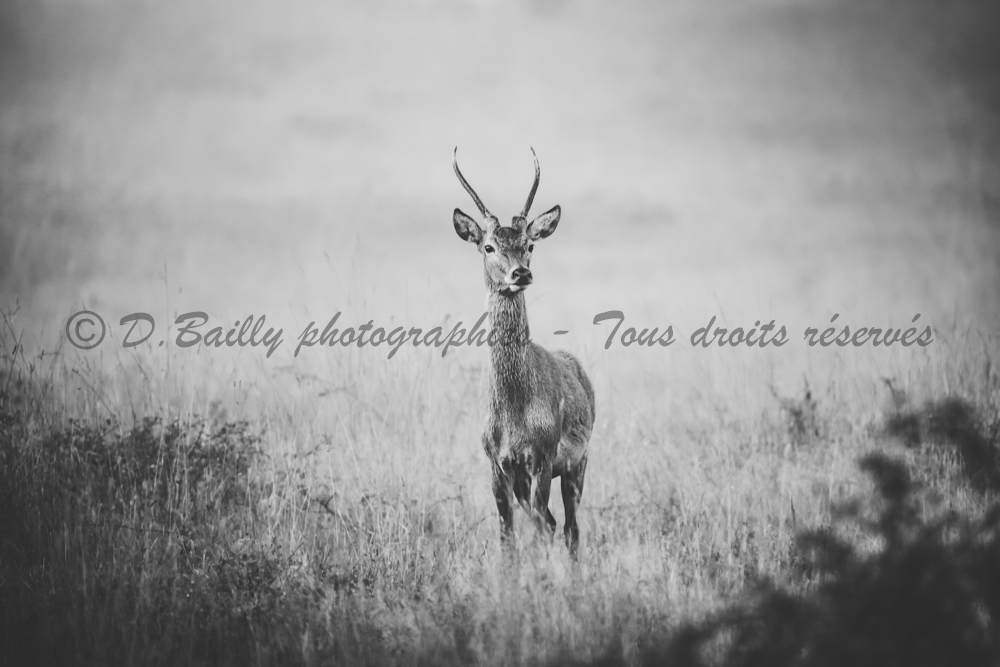 , Photo par Denis Bailly