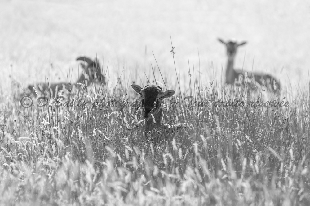 , Photo par Denis Bailly