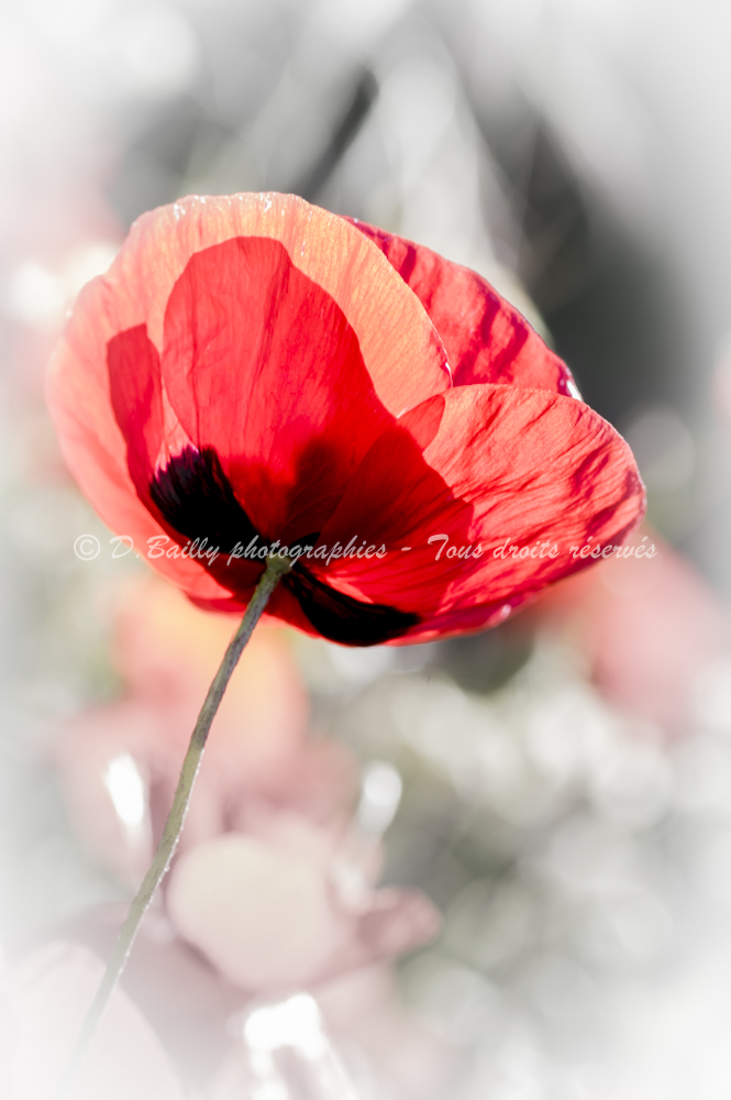 , Photo par Denis Bailly