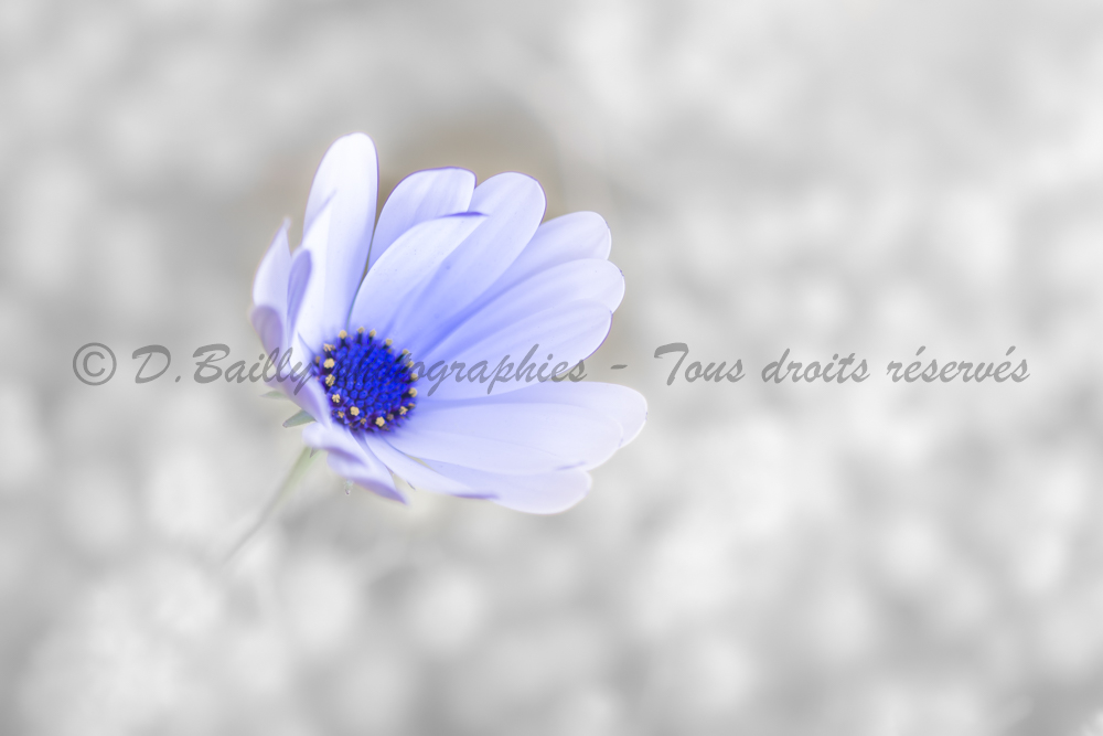 , Photo par Denis Bailly