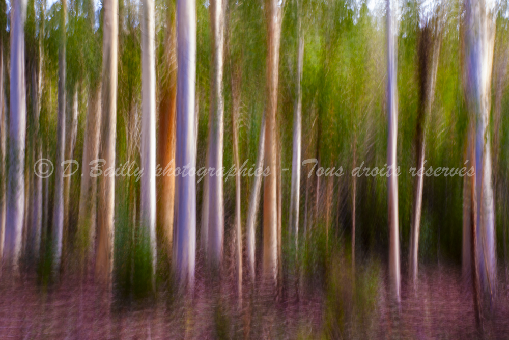 , Photo par Denis Bailly