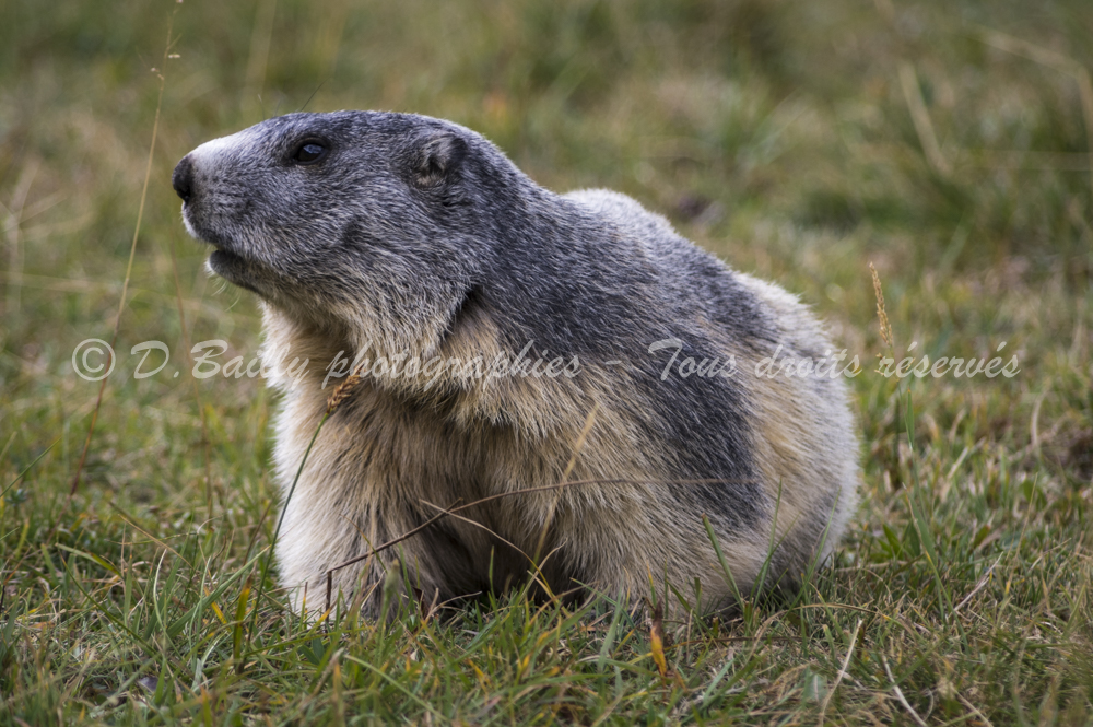 , Photo par Denis Bailly