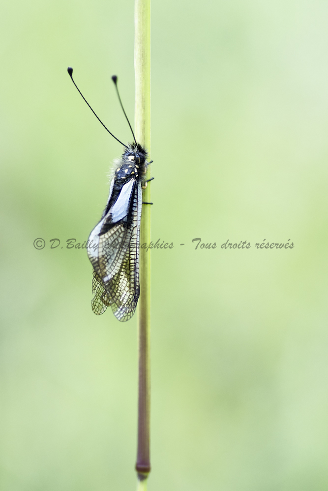 , Photo par Denis Bailly