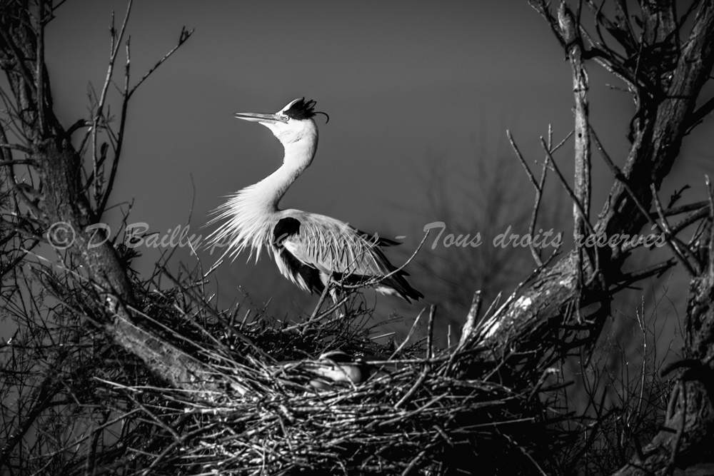 , Photo par Denis Bailly