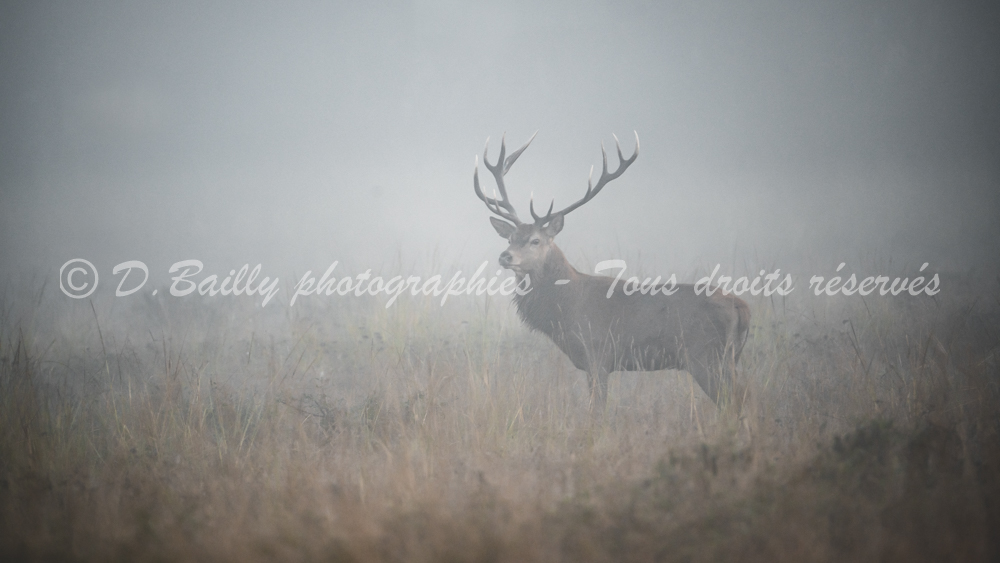 , Photo par Denis Bailly