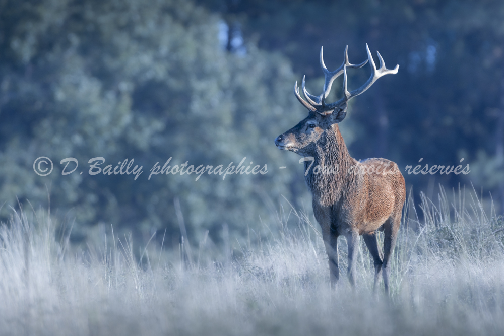 , Photo par Denis Bailly