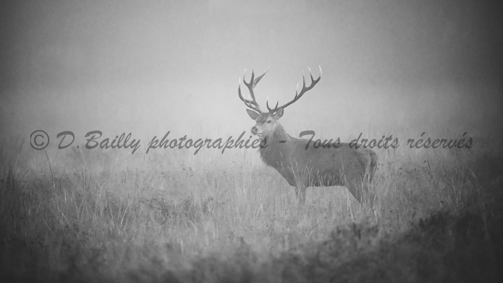 , Photo par Denis Bailly