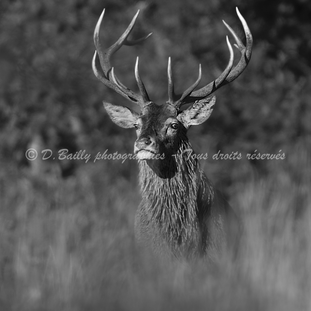 , Photo par Denis Bailly