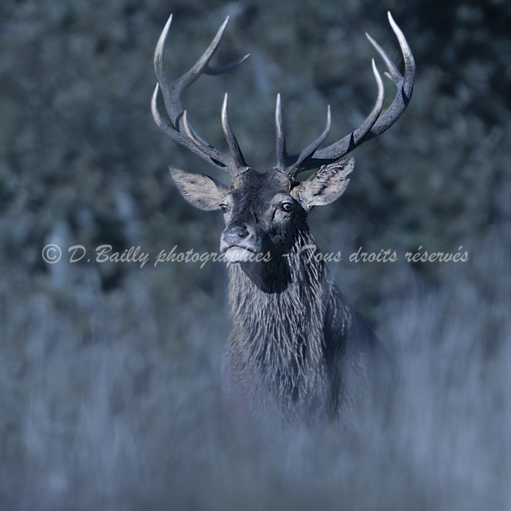 , Photo par Denis Bailly