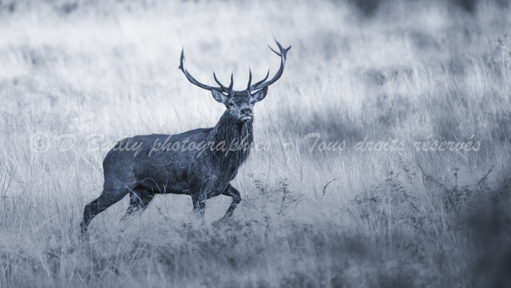 , Photo par Denis Bailly