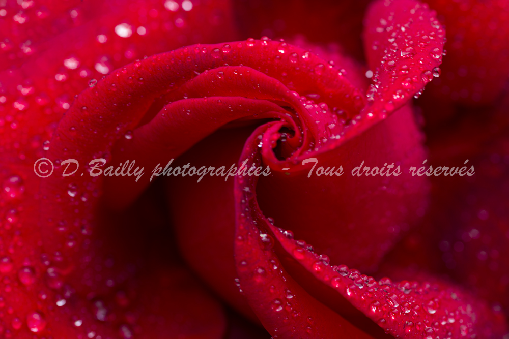 , Photo par Denis Bailly