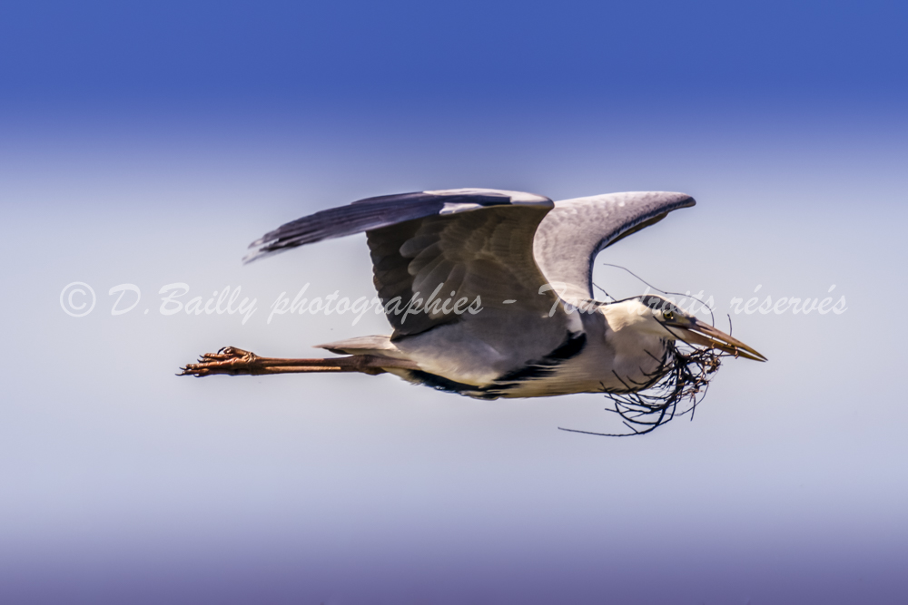 , Photo par Denis Bailly