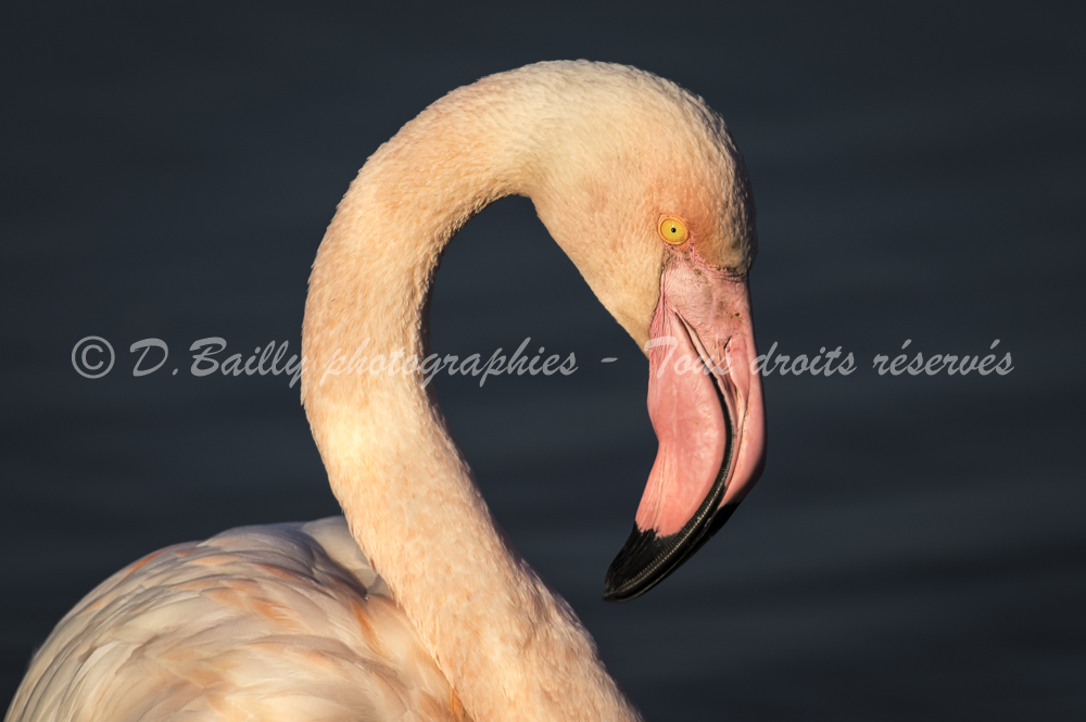 , Photo par Denis Bailly